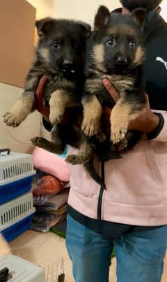 stock hair German shepherd puppies