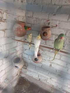 Cockatiel pairs