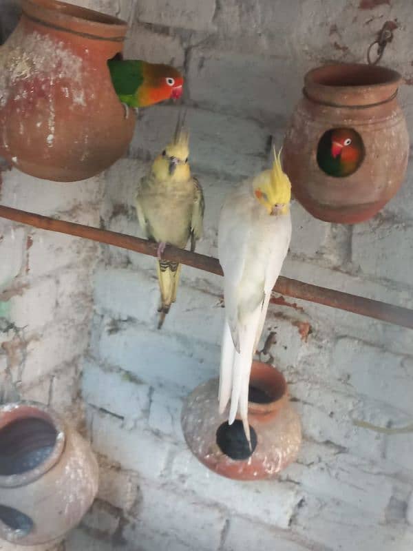 Cockatiel pairs 2