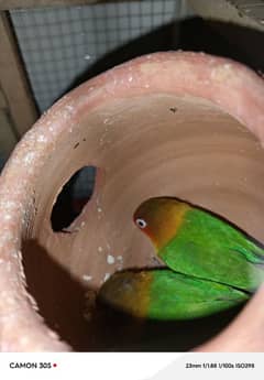 love birds pair breeder