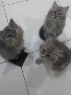 Grey Persian Kittens