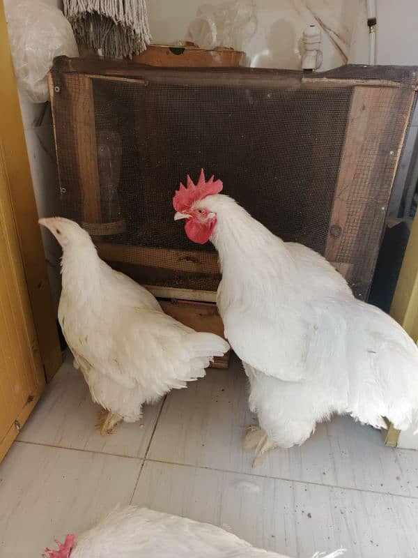 burmese bantam 0