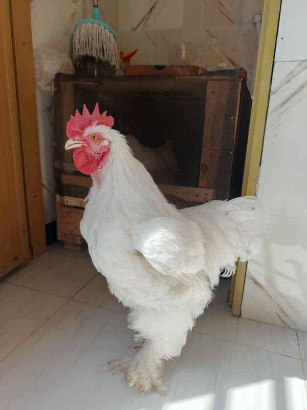 burmese bantam 1