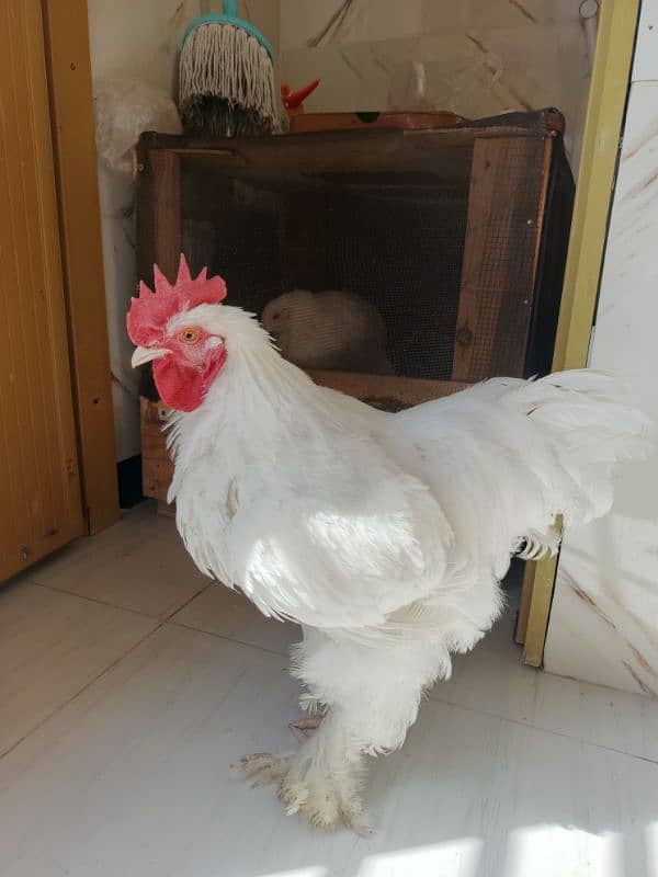 burmese bantam 3