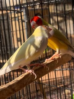 goldiuan finch pair cnfrm split blue guranted