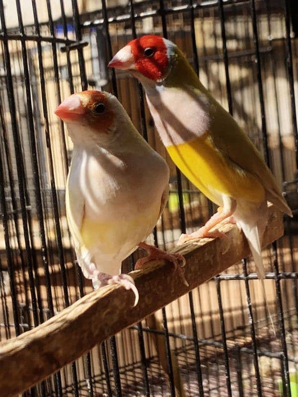 goldiuan finch pair cnfrm split blue guranted 3