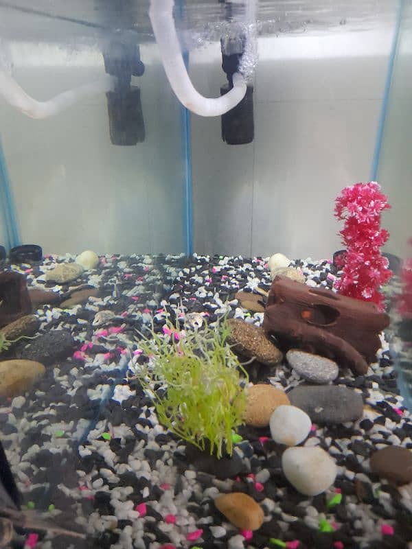 Aquarium for sale 0