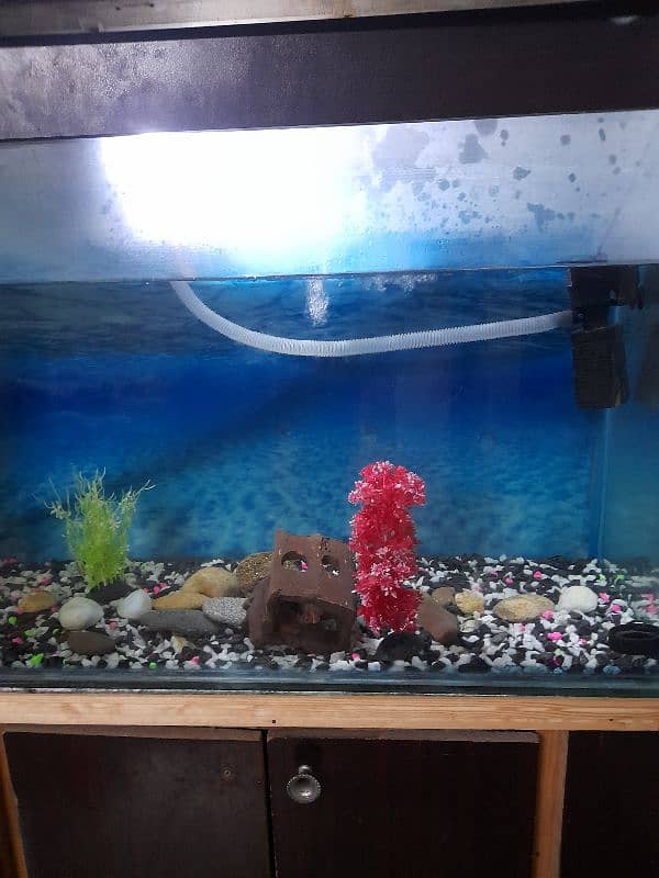 Aquarium for sale 1