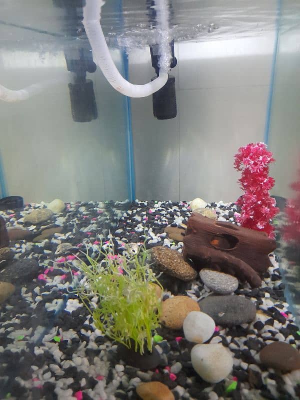 Aquarium for sale 3