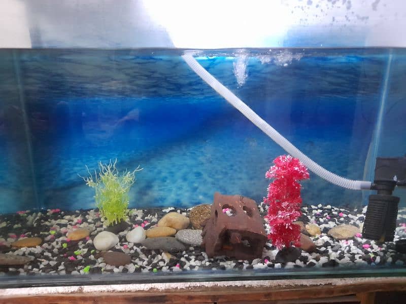 Aquarium for sale 4