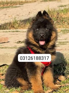 Garman shepherd puppies for sale 03126188317call wahtasp