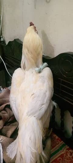 Heera cock Aseel brand white colour