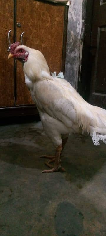 Heera cock Aseel brand white colour 1