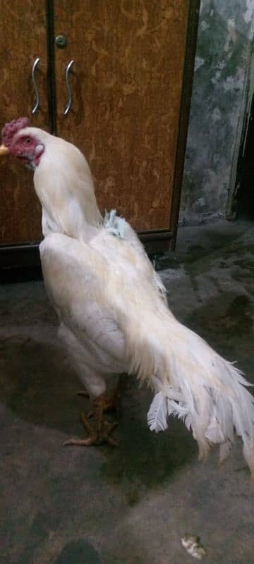 Heera cock Aseel brand white colour 2