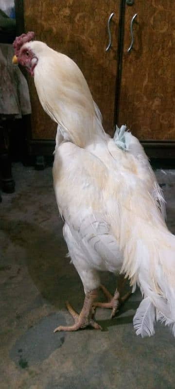 Heera cock Aseel brand white colour 3