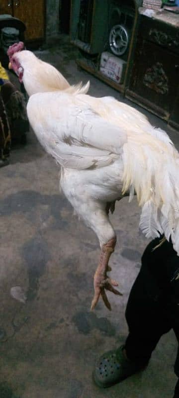 Heera cock Aseel brand white colour 8