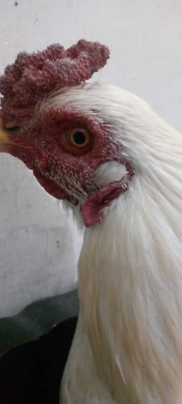 Heera cock Aseel brand white colour 11