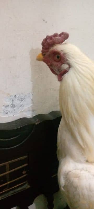 Heera cock Aseel brand white colour 12