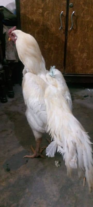 Heera cock Aseel brand white colour 13