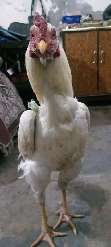 Heera cock Aseel brand white colour 15