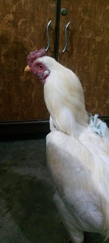 Heera cock Aseel brand white colour 16