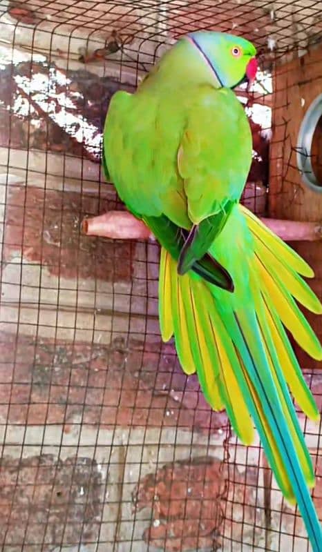 Green ringneck pair 0