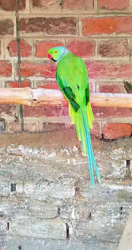 Green ringneck pair 1