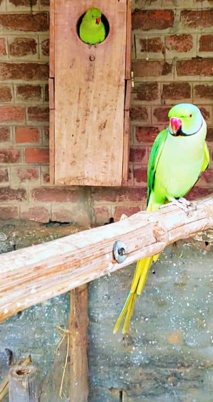 Green ringneck pair 3