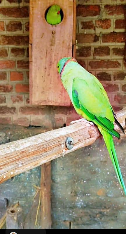 Green ringneck pair 4