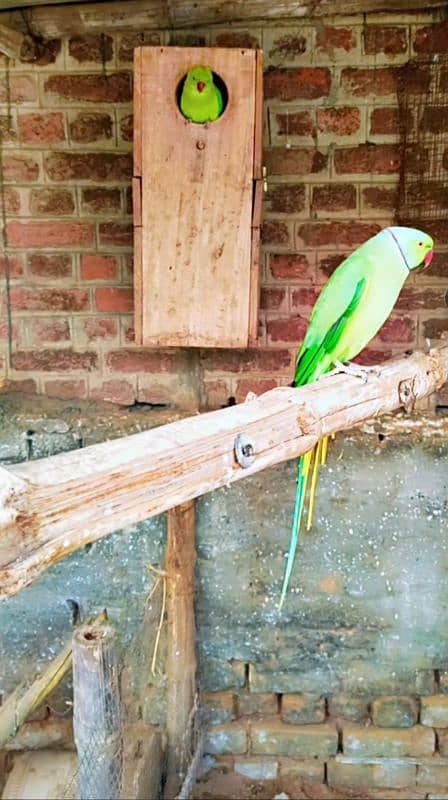 Green ringneck pair 5