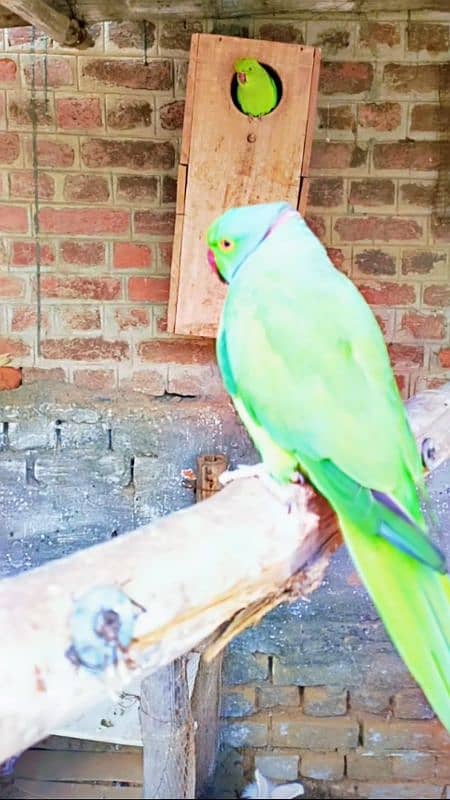 Green ringneck pair 6