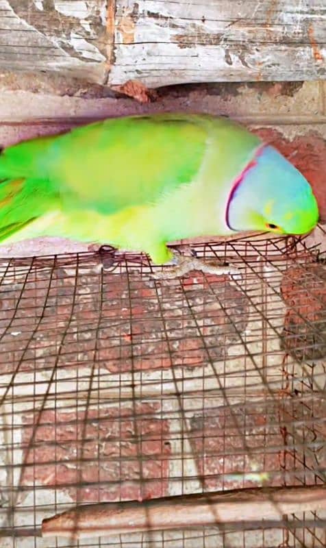 Green ringneck pair 8