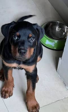 rottweiler