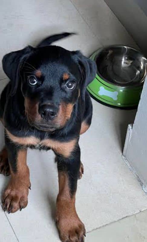 rottweiler female available for sale 0