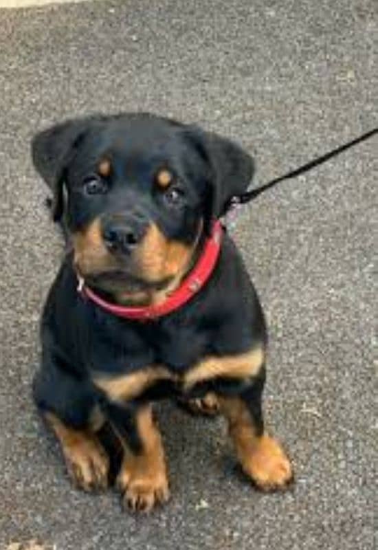 rottweiler female available for sale 1