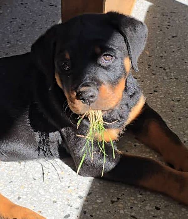 rottweiler female available for sale 2