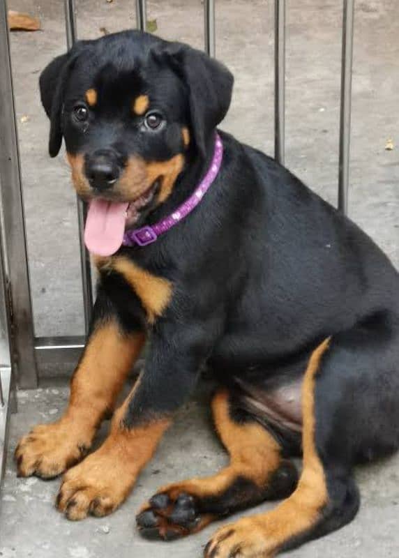 rottweiler female available for sale 3