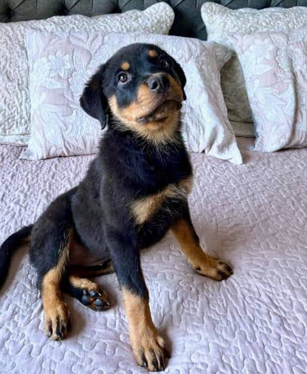 rottweiler female available for sale 4