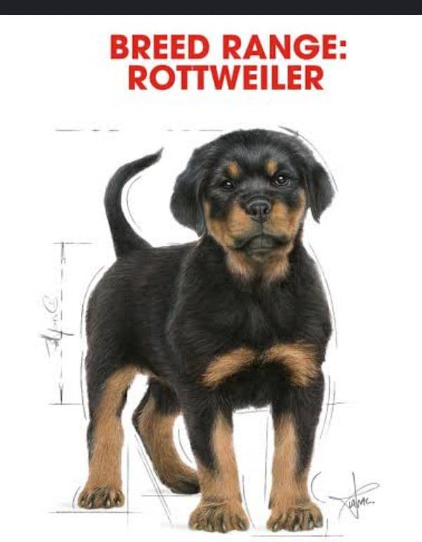 rottweiler female available for sale 5