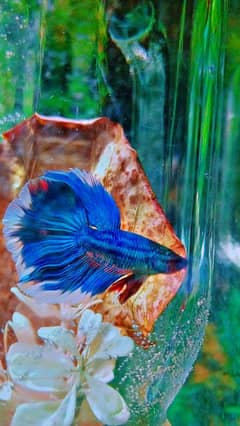 Betta