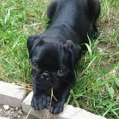 pug female black