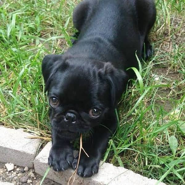 pug female black 0