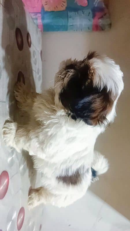 shihtzu puppies 4