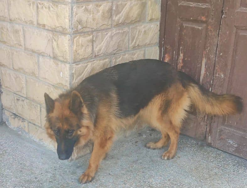 German Shepherd Long Coat Female 0