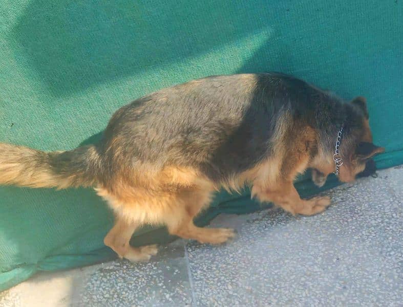 German Shepherd Long Coat Female 1