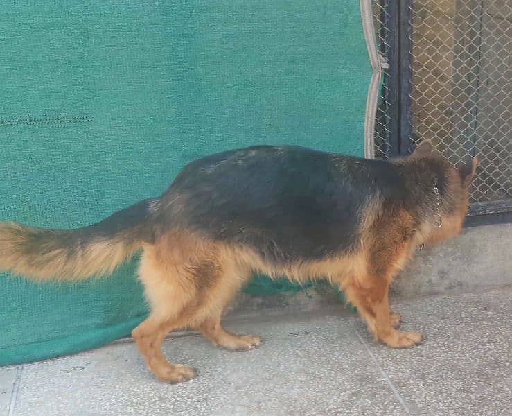 German Shepherd Long Coat Female 2