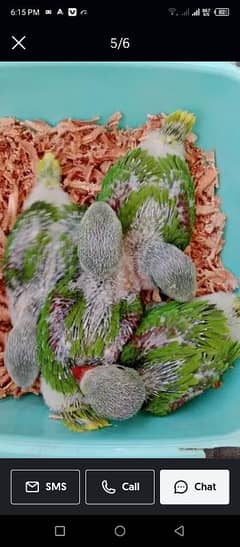 raw parrot chick Kashmiri raw