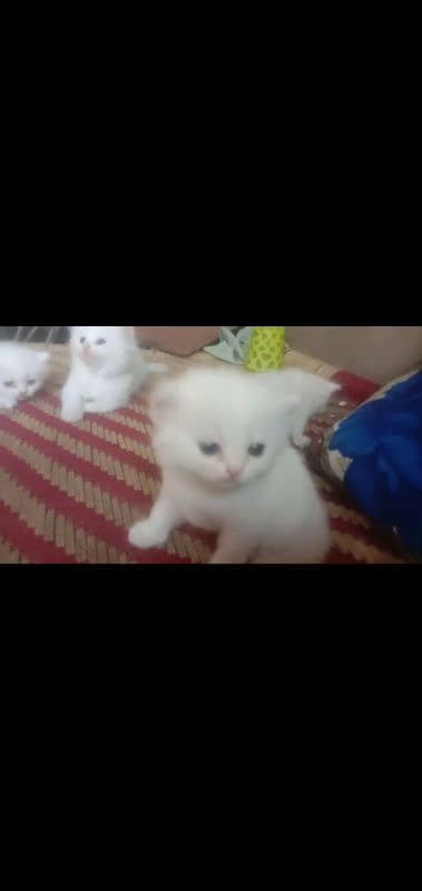 4. white kitten blue eyes sale with mother 4