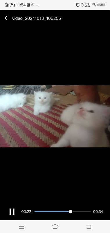 4. white kitten blue eyes sale with mother 5