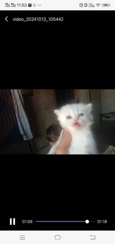 4. white kitten blue eyes sale with mother 7